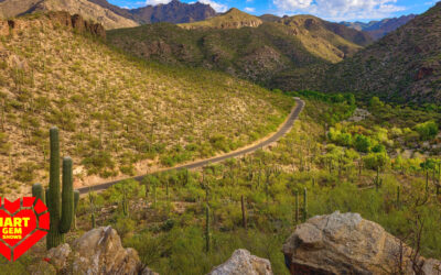 How Tucson Became a Center for Gem Enthusiasts